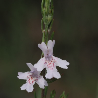 Westringia eremicola (Slender Western Rosemary) at Bullen Range - 23 Oct 2014 by KenT