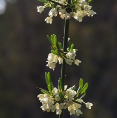 Discaria pubescens (Australian Anchor Plant) at Bullen Range - 23 Oct 2014 by KenT