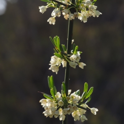 Discaria pubescens (Australian Anchor Plant) at Bullen Range - 23 Oct 2014 by KenT