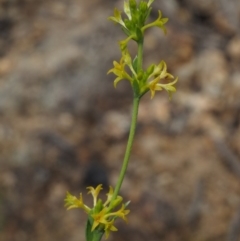 Pimelea curviflora var. sericea (Curved Riceflower) at Paddys River, ACT - 24 Oct 2014 by KenT