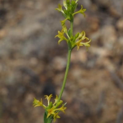 Pimelea curviflora var. sericea (Curved Riceflower) at Paddys River, ACT - 24 Oct 2014 by KenT