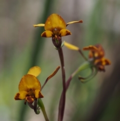 Diuris pardina (Leopard Doubletail) at Paddys River, ACT - 24 Oct 2014 by KenT