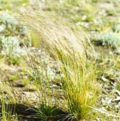 Austrostipa scabra subsp. falcata (Rough Spear-grass) at Calwell, ACT - 3 Jan 2002 by michaelb