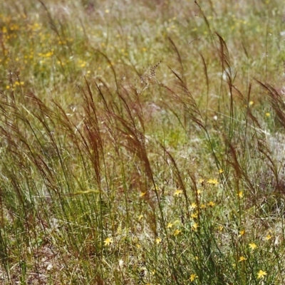 Austrostipa scabra subsp. falcata (Rough Spear-grass) at Conder, ACT - 27 Nov 1999 by michaelb