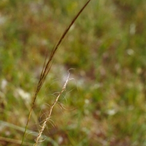 Austrostipa scabra subsp. falcata at Conder, ACT - 1 Dec 1999