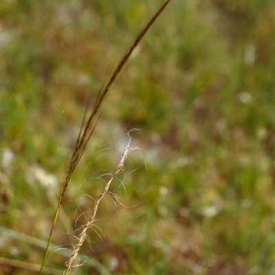 Austrostipa scabra subsp. falcata (Rough Spear-grass) at Tuggeranong Hill - 30 Nov 1999 by michaelb
