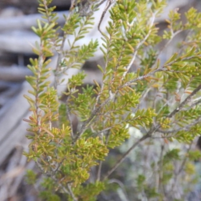 Calytrix tetragona (Common Fringe-myrtle) at Molonglo Gorge - 18 Jul 2015 by MichaelMulvaney