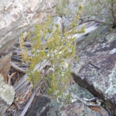 Calytrix tetragona at The Ridgeway, NSW - 18 Jul 2015 12:00 AM