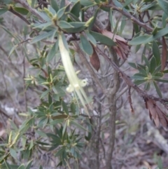 Styphelia triflora (Five-corners) at Molonglo Gorge - 18 Jul 2015 by MichaelMulvaney