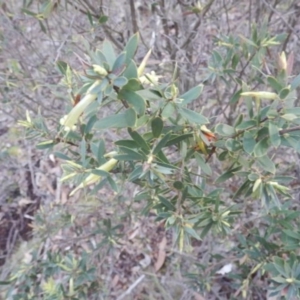 Styphelia triflora at The Ridgeway, NSW - 18 Jul 2015