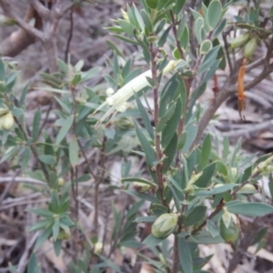 Styphelia triflora at The Ridgeway, NSW - 18 Jul 2015 04:40 PM