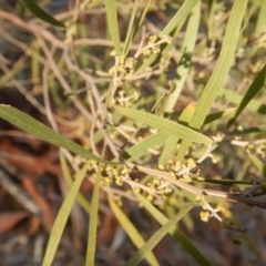 Acacia dawsonii (Dawson's Wattle) at The Ridgeway, NSW - 18 Jul 2015 by MichaelMulvaney