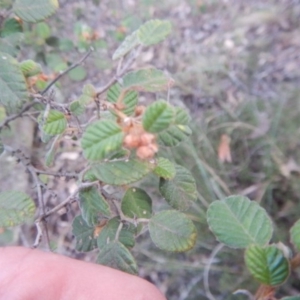 Pomaderris betulina subsp. betulina at The Ridgeway, NSW - 18 Jul 2015 04:24 PM