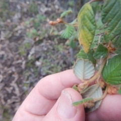 Pomaderris betulina subsp. betulina at The Ridgeway, NSW - 18 Jul 2015 04:24 PM