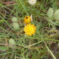 Xerochrysum viscosum (Sticky Everlasting) at Deakin, ACT - 30 Nov 2010 by MichaelMulvaney