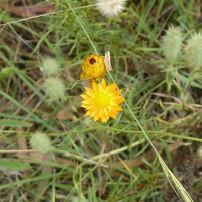 Xerochrysum viscosum (Sticky Everlasting) at Deakin, ACT - 30 Nov 2010 by MichaelMulvaney