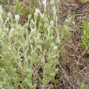 Pimelea curviflora var. sericea at Deakin, ACT - 24 Oct 2010