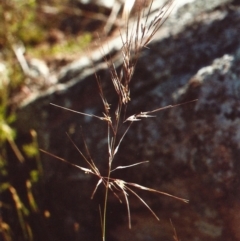 Austrostipa scabra subsp. falcata (Rough Spear-grass) at Theodore, ACT - 19 Nov 2010 by michaelb