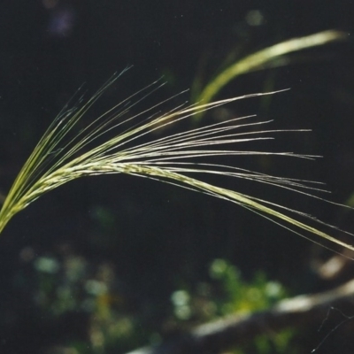 Austrostipa scabra subsp. falcata (Rough Spear-grass) at Bonython, ACT - 24 Jan 2007 by MichaelBedingfield