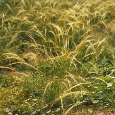 Austrostipa scabra subsp. falcata (Rough Spear-grass) at Conder, ACT - 7 Mar 2007 by michaelb