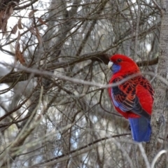 Platycercus elegans (Crimson Rosella) at Mount Majura - 19 Jul 2015 by AaronClausen