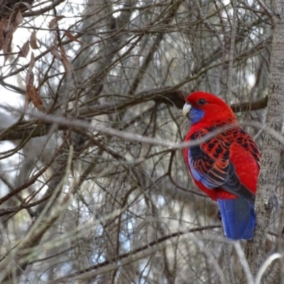 Platycercus elegans (Crimson Rosella) at Mount Majura - 19 Jul 2015 by AaronClausen