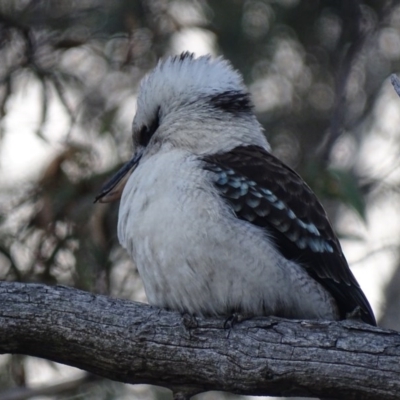 Dacelo novaeguineae (Laughing Kookaburra) at Hackett, ACT - 19 Jul 2015 by AaronClausen