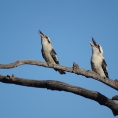 Dacelo novaeguineae (Laughing Kookaburra) at Hackett, ACT - 19 Jul 2015 by AaronClausen