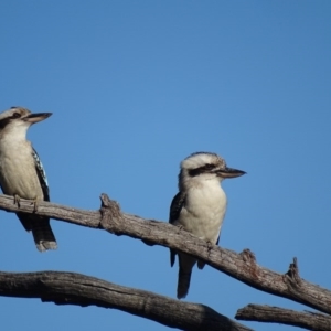 Dacelo novaeguineae at Hackett, ACT - 19 Jul 2015