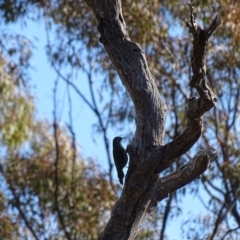 Cormobates leucophaea (White-throated Treecreeper) at Canberra Central, ACT - 19 Jul 2015 by AaronClausen