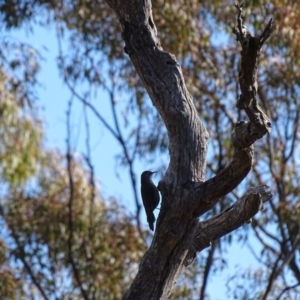 Cormobates leucophaea at Canberra Central, ACT - 19 Jul 2015