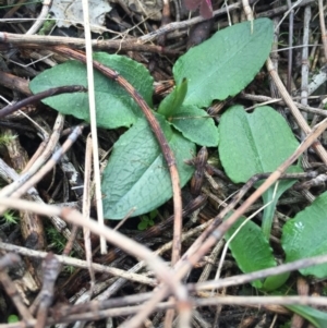 Pterostylis pedunculata at Hackett, ACT - suppressed