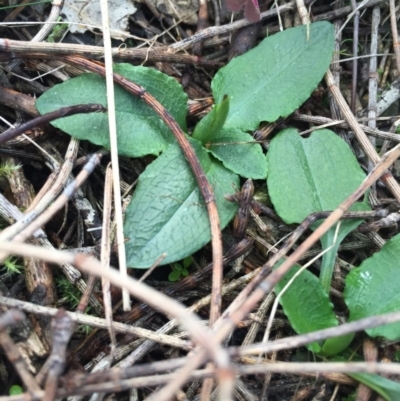 Pterostylis pedunculata (Maroonhood) at P11 - 19 Jul 2015 by AaronClausen