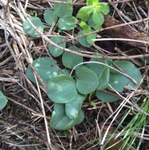 Pterostylidinae (greenhood alliance) at Mount Majura - suppressed