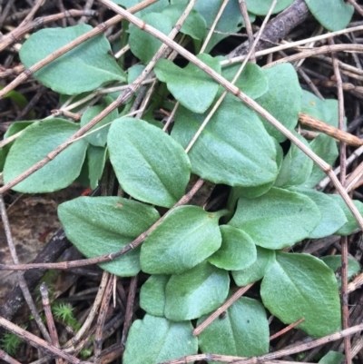 Diplodium ampliatum (Large Autumn Greenhood) at Hackett, ACT - 19 Jul 2015 by AaronClausen