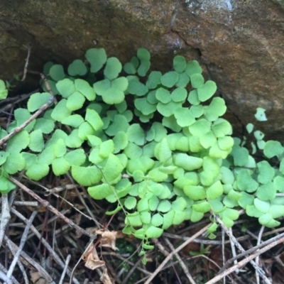 Adiantum aethiopicum (Common Maidenhair Fern) at Mount Majura - 19 Jul 2015 by AaronClausen