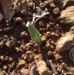 Caladenia actensis (Canberra Spider Orchid) at Hackett, ACT - 19 Jul 2015 by AaronClausen