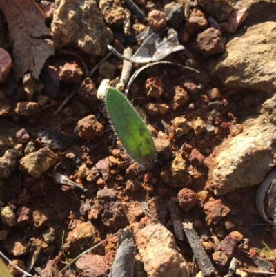 Caladenia actensis (Canberra Spider Orchid) at Hackett, ACT - 19 Jul 2015 by AaronClausen