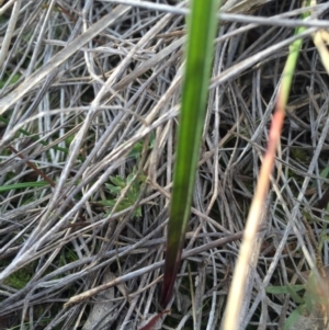 Thelymitra sp. at Hackett, ACT - suppressed