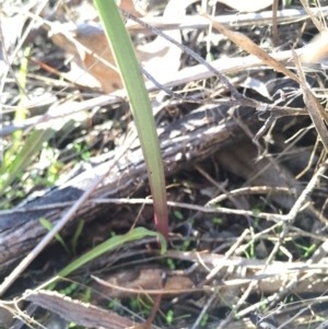 Thelymitra sp. at Hackett, ACT - suppressed