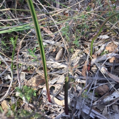 Thelymitra sp. (A Sun Orchid) at Hackett, ACT - 19 Jul 2015 by AaronClausen