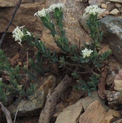 Pimelea glauca (Smooth Rice Flower) at Cotter River, ACT - 27 Nov 2014 by KenT