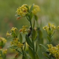 Pimelea curviflora var. acuta at Cotter River, ACT - 27 Nov 2014 by KenT