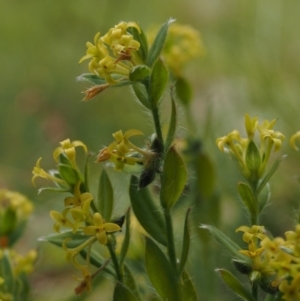 Pimelea curviflora var. acuta at Cotter River, ACT - 27 Nov 2014