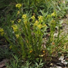 Pimelea curviflora var. acuta at Cotter River, ACT - 27 Nov 2014