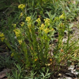 Pimelea curviflora var. acuta at Cotter River, ACT - 27 Nov 2014