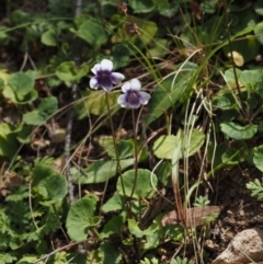 Viola hederacea (Ivy-leaved Violet) at Cotter River, ACT - 27 Nov 2014 by KenT