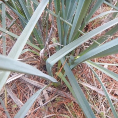 Dianella sp. aff. longifolia (Benambra) (Pale Flax Lily, Blue Flax Lily) at Red Hill, ACT - 19 Jul 2015 by MichaelMulvaney