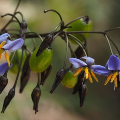 Dianella tasmanica (Tasman Flax Lily) at Cotter River, ACT - 27 Nov 2014 by KenT