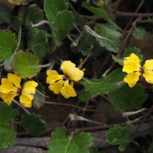 Goodenia hederacea subsp. alpestris at Cotter River, ACT - 27 Nov 2014 07:14 AM